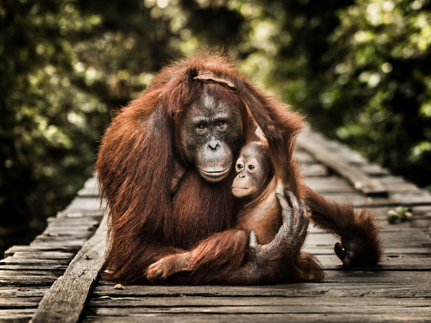 Dierendag: jouw dierenfoto's!
