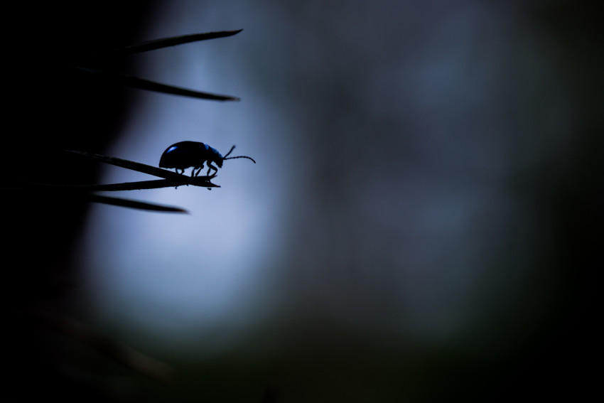 In de Spotlight: de donkere macrofoto van Marjolijn Bos