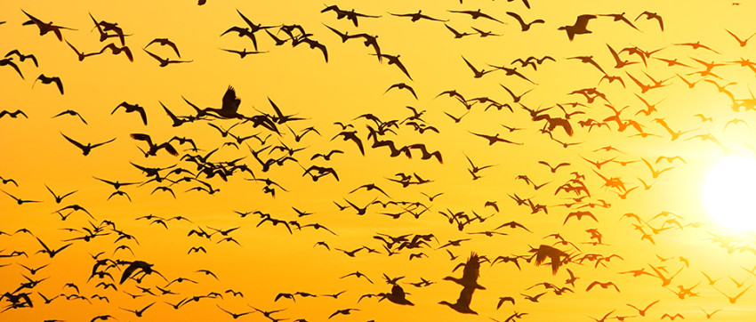 Fotowedstrijd: Vogelfotografie (inzenden t/m 11 augustus)