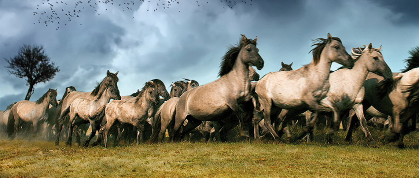 TV-serie De Nieuwe Wildernis start 11 december