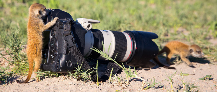 MustSee: Stokstaartjes fotograferen