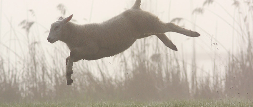 Uitslag fotowedstrijd: Natuurfotografie (Lente)
