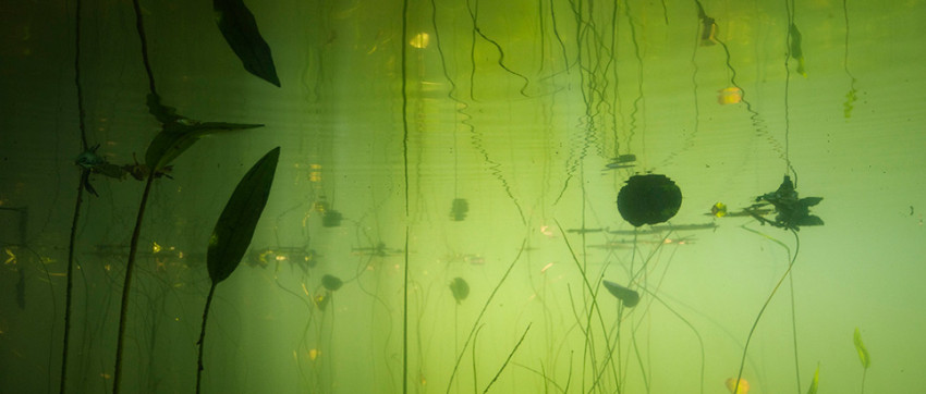 Waterlicht - Onderwaterlandschappen door Willem Kolvoort