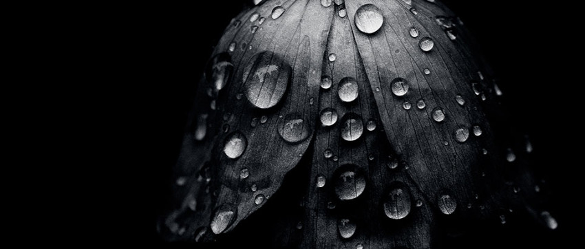 Spotlight - Weekwinnaar #45-2013