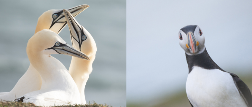 Fotoboek: Iconic Sea Birds 
