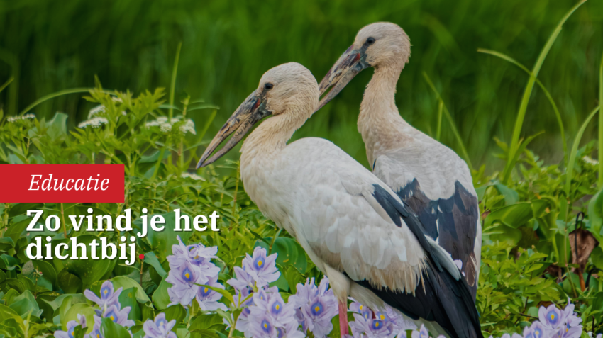 Wildlifefotografie zonder verre reizen