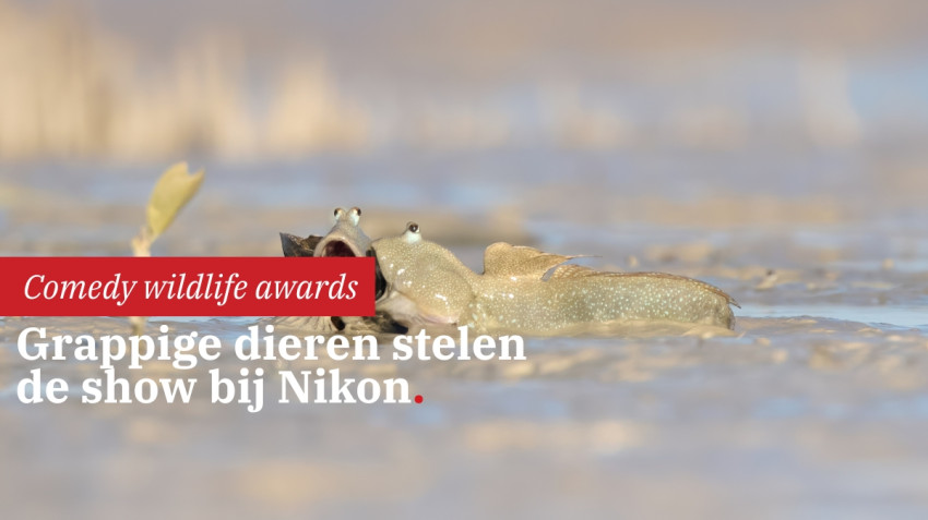 Grappige dieren stelen show bij Nikon Comedy Wildlife awards