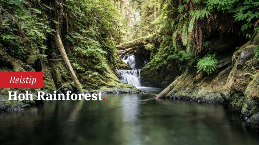 Hoh Rainforest: Een kathedraal van mos en stilte