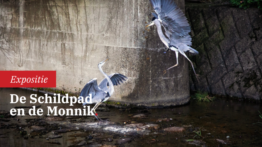 De Schildpad en de Monnik van Anaïs López