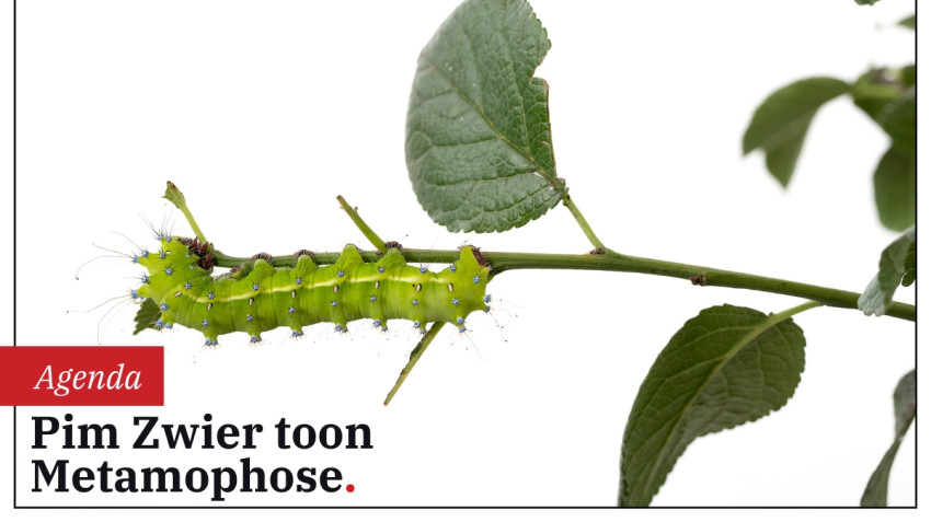 Metamorfose – Van rups, via pop, tot vlinder