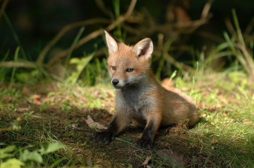 Kies je statief voor wildlife fotografie