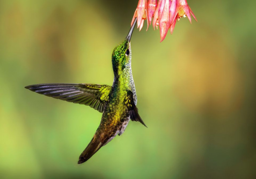 Vijftien veelgemaakte fouten in wildlife fotografie