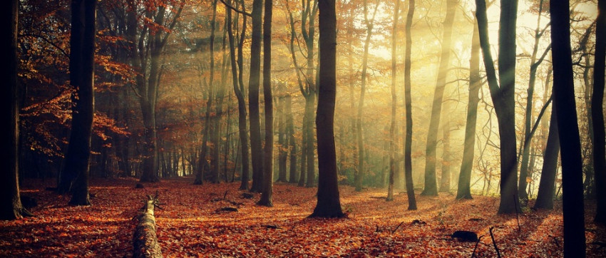 Uitslag fotowedstrijd 'Herfstbos'
