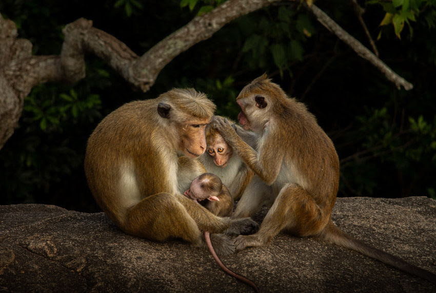 Sony World Photography Awards: Studenten- en jeugdcompetities shortlists bekendgemaakt