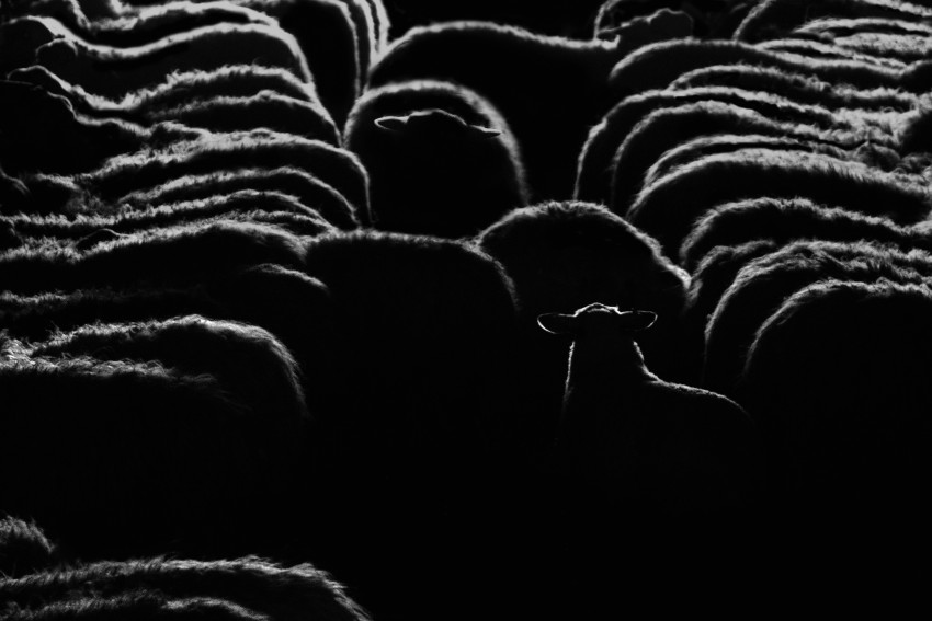 Winnaar DIGIFOTO Challenge 'Licht' over de winnende foto
