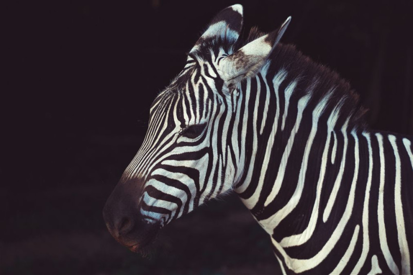 Over Zebra, Focus Peaking en andere 'vergeten' camerafuncties